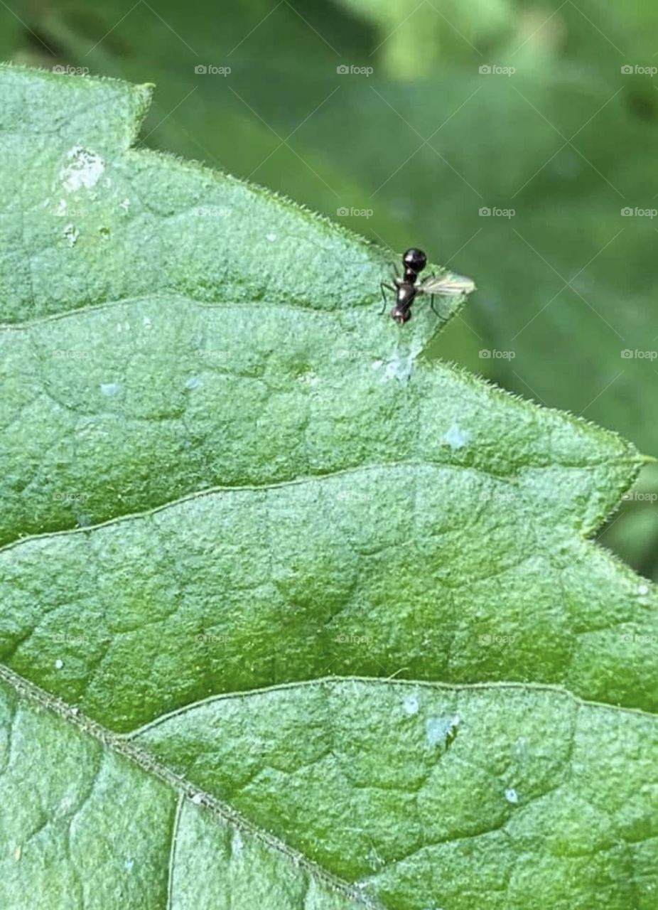 An ant on a leaf 