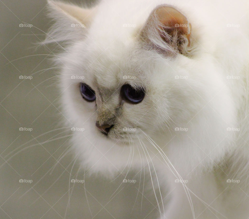white baby cat