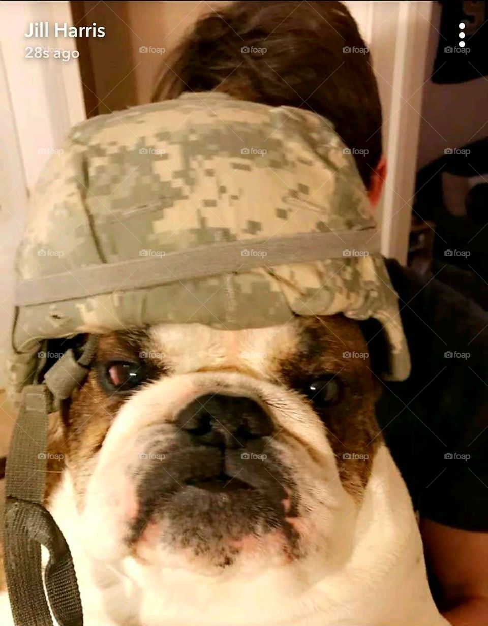 Army Dog