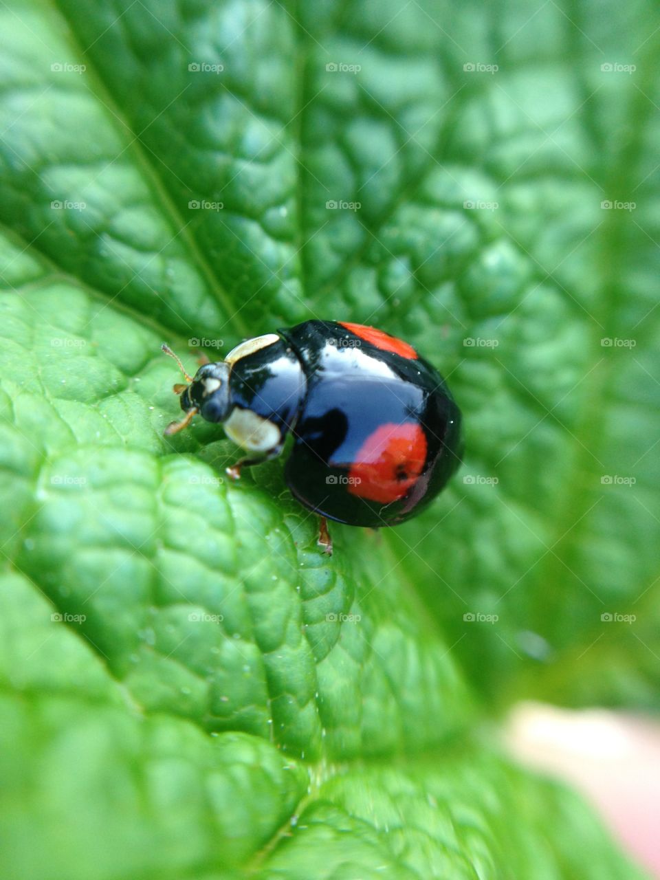 Ladybird on a green leaf- iPhone macro 