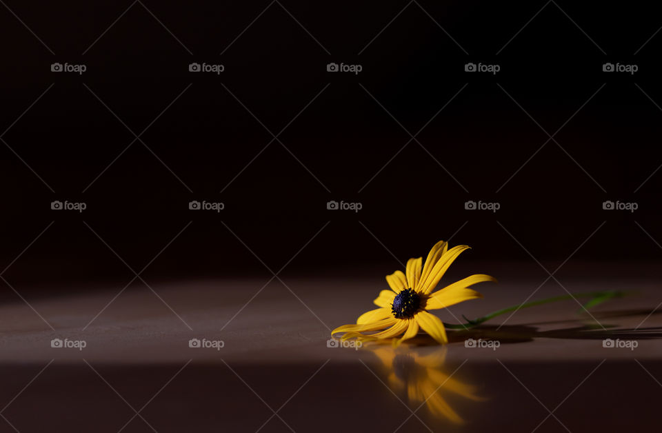 Yellow flower on the table in the sunlight