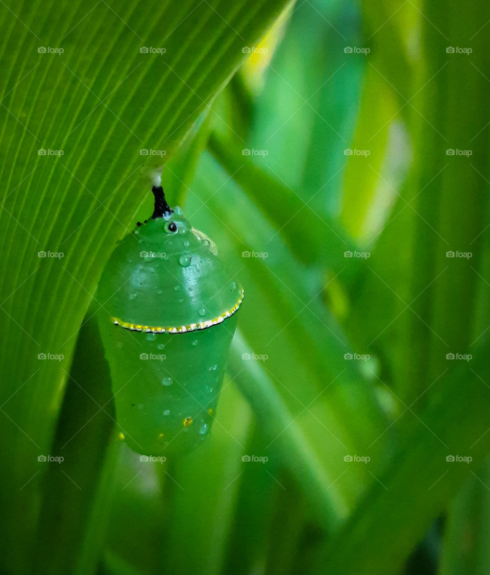 A Monarch butterfly will soon emerge from it's chrysalis.