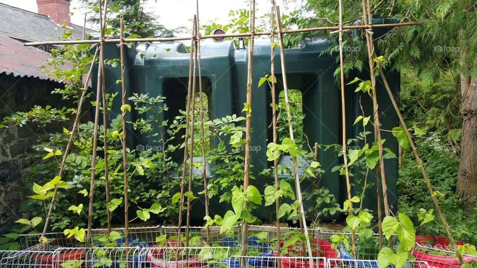 Growing beans in a farm garden, Wales