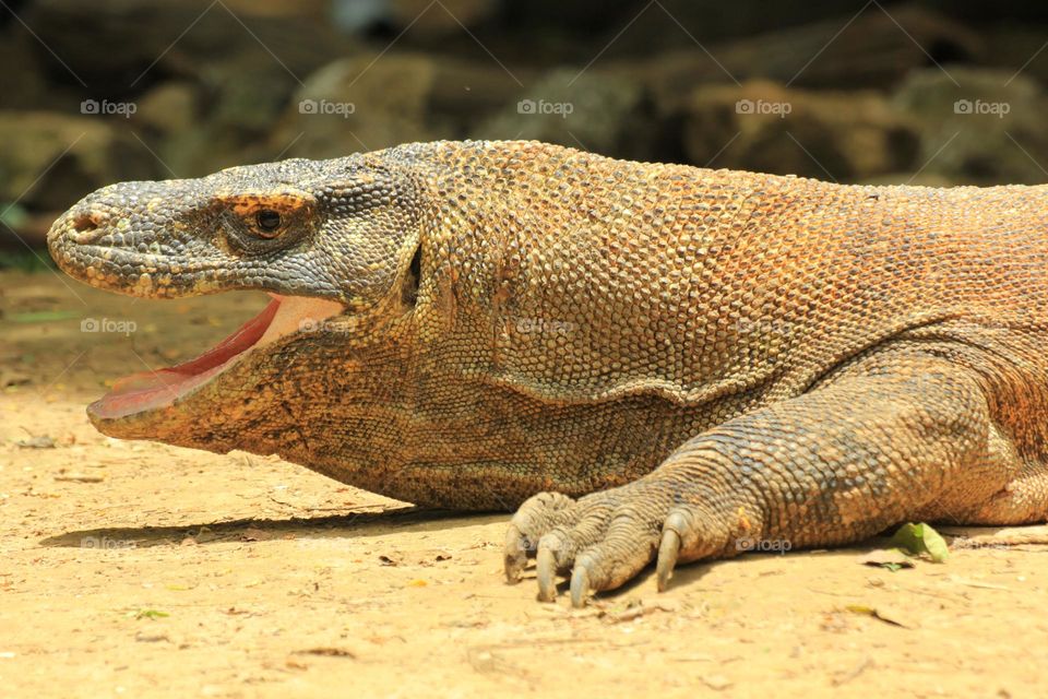 Komodo, the giant lizard 