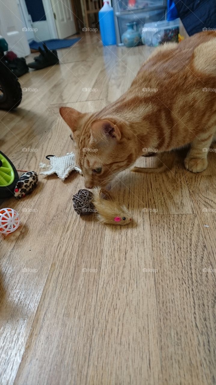 ginger cat sniffing his new toys