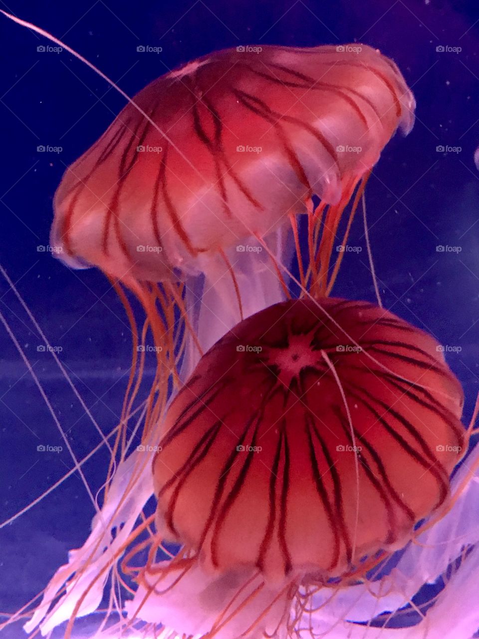 Still of two bright red jellyfish dancing around each other underwater 