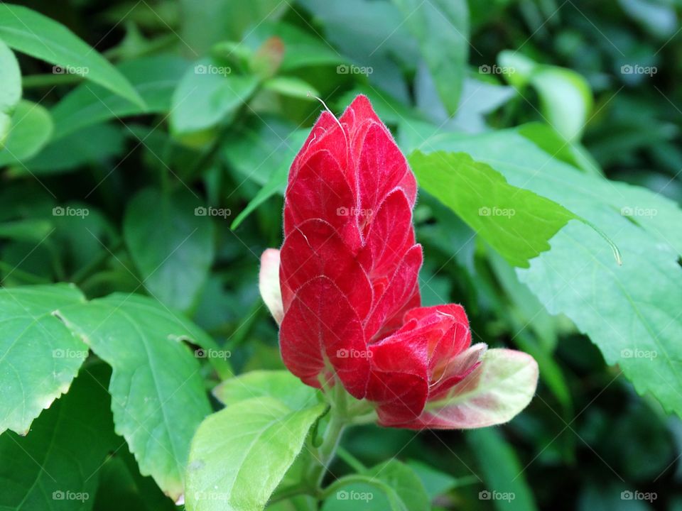 Red bloom 