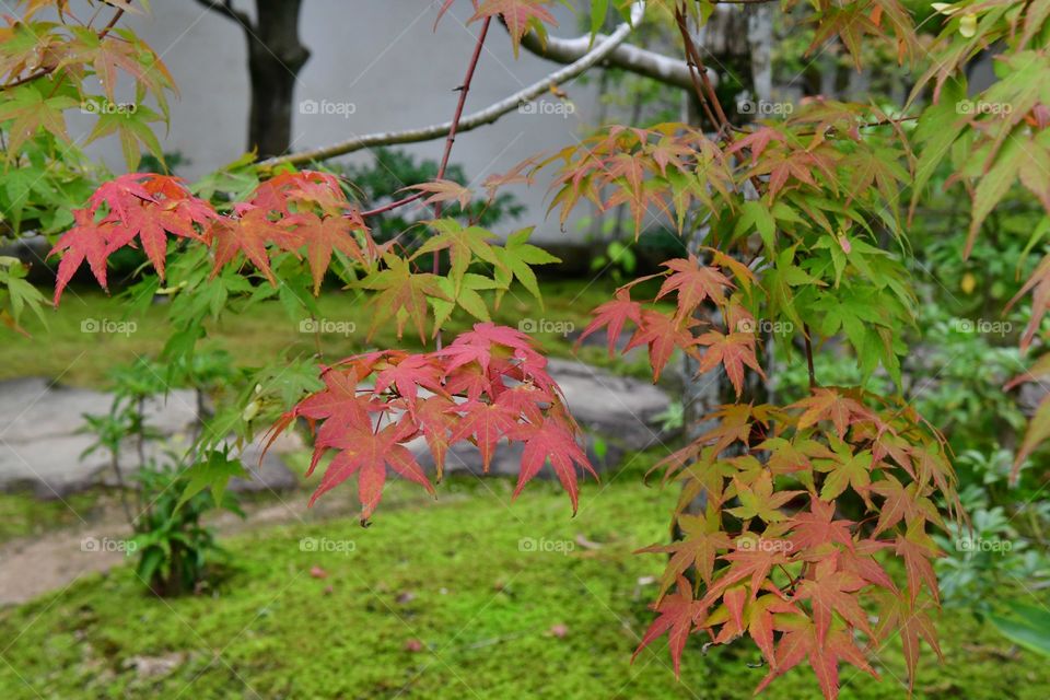 Fall foliage