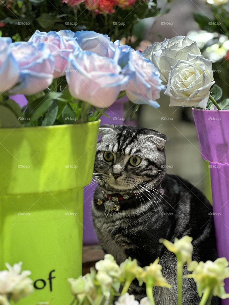 Cat and flowers