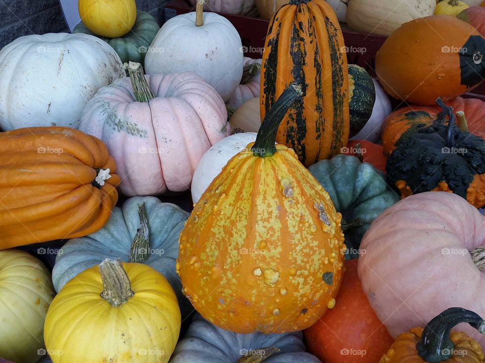 Harvest festival time and the pumpkins are abundant