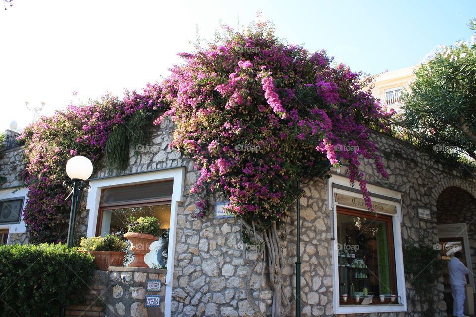 Isle of Capri overhanging street garden