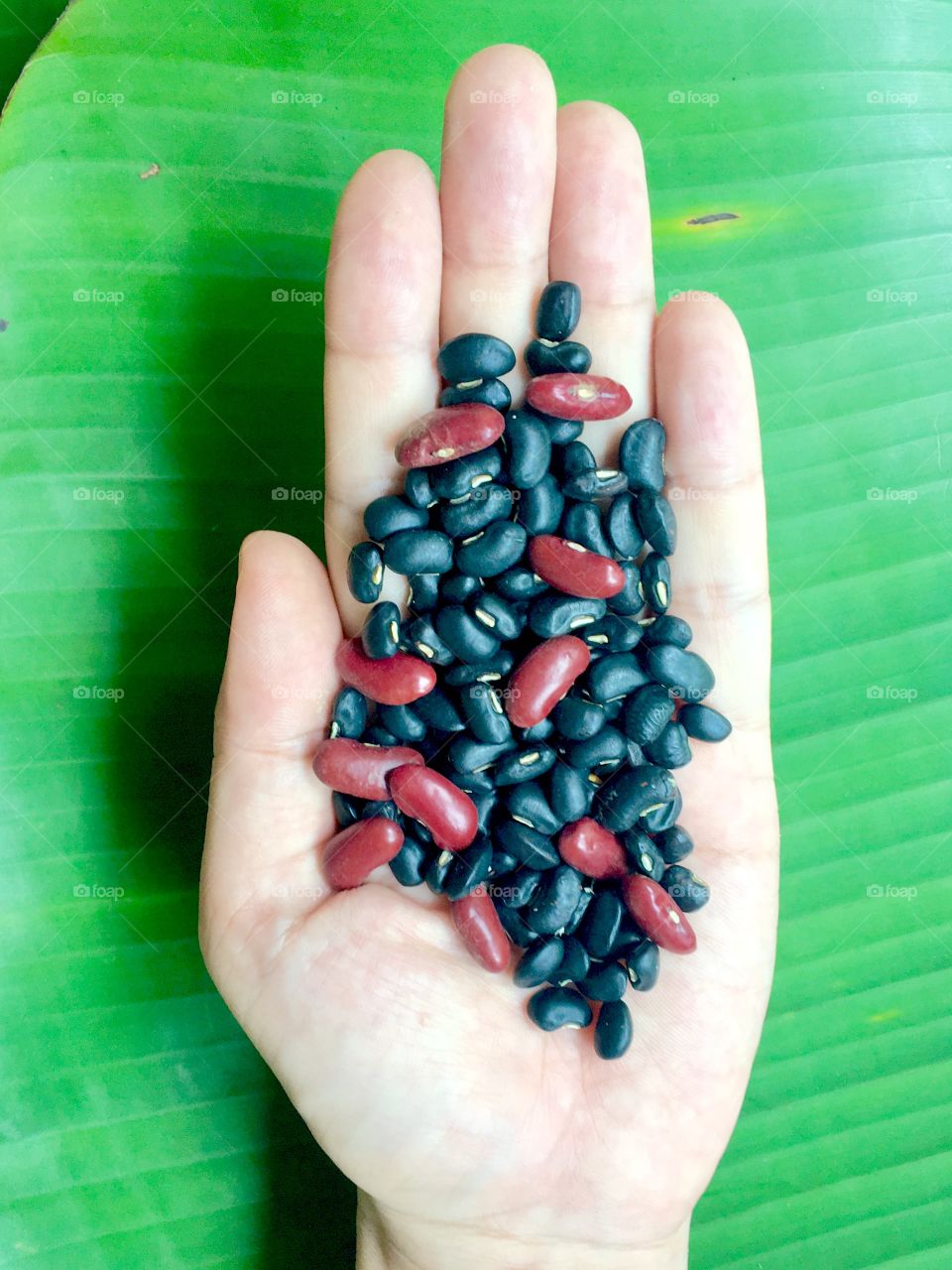 Black bean and red bean on hand