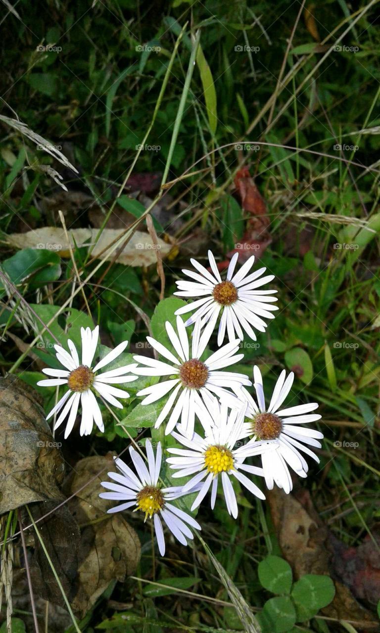 Wildflowers