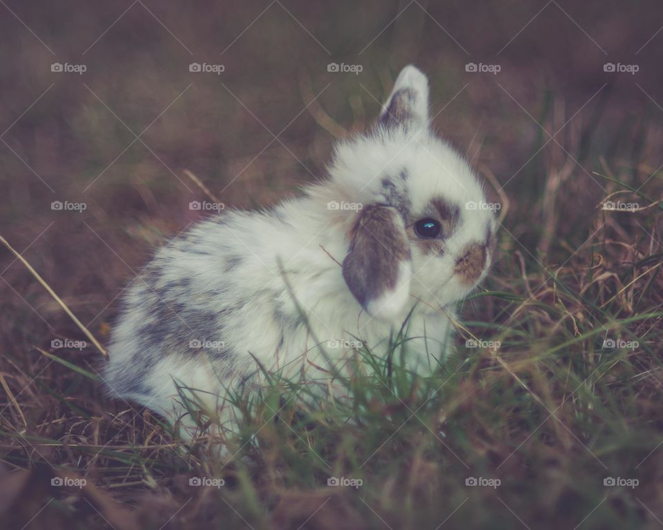 Baby rabbit sitting on grass