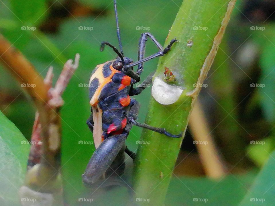 orange beetle over the stick
