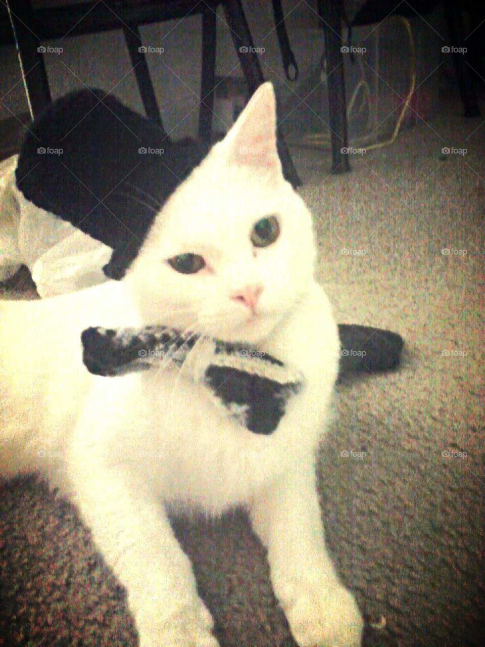 Korin in his tophat and bowtie