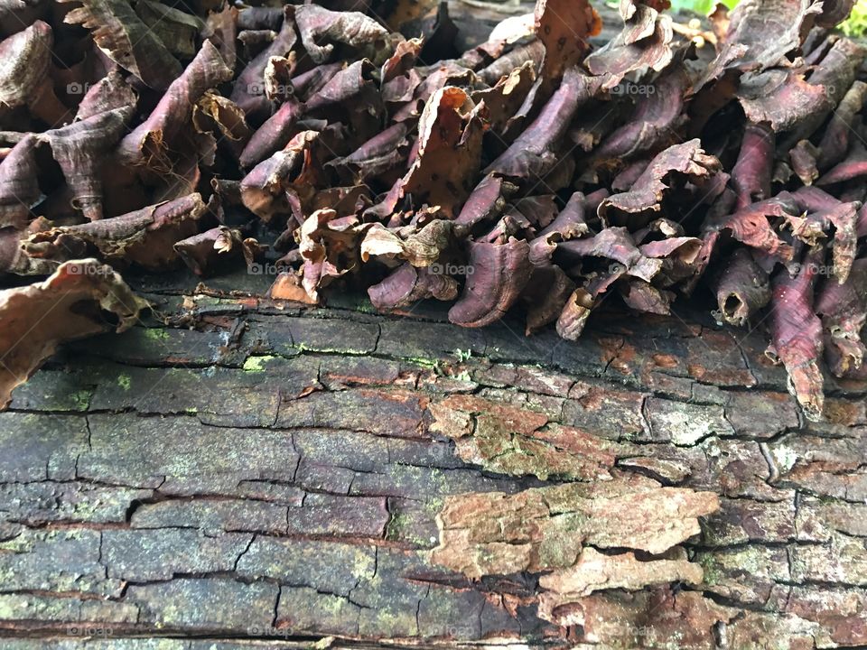 Peeling bark