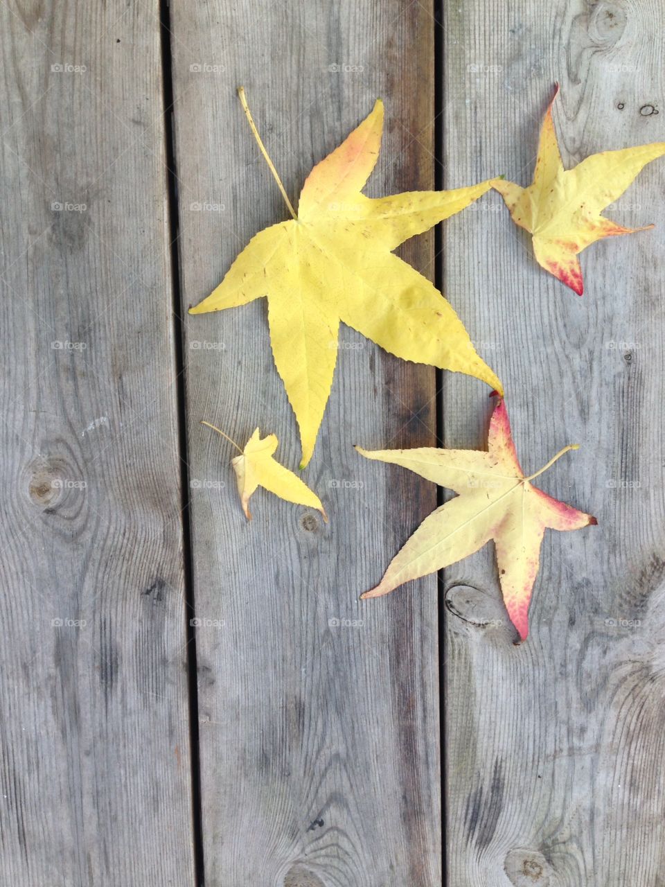 Autumn fall yellow leaves wooden background