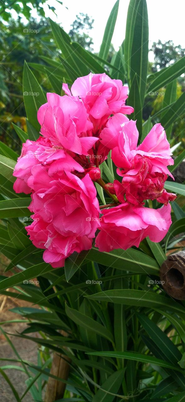 Oleander.butterflower or Japanese flower is a herbaceous plant member of the Apocynaceae family that produces flowers
