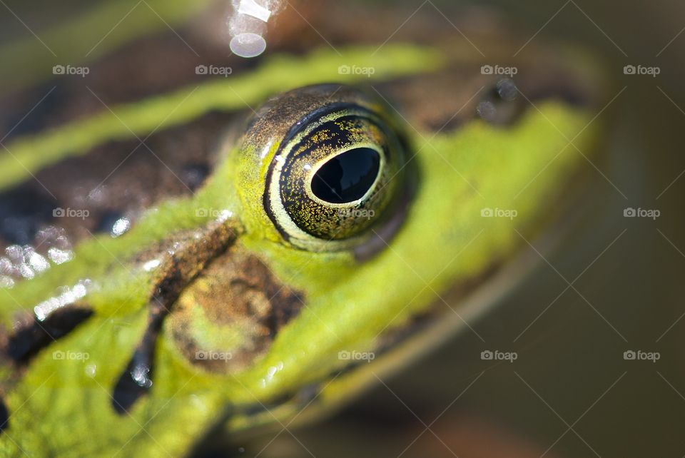 Close up of frog eye