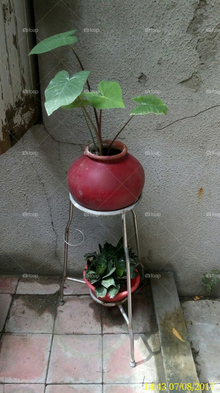 plantation in water pot