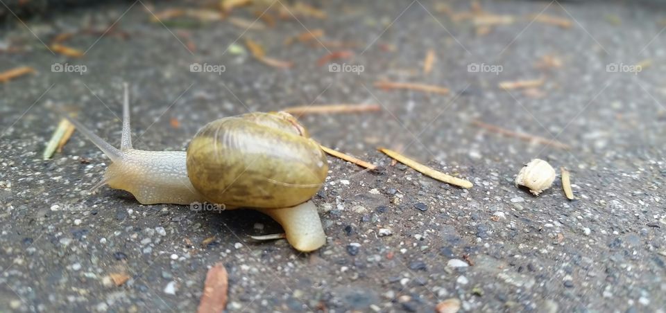 slow snail