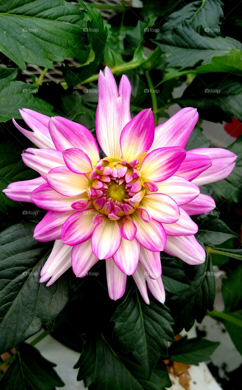 petal pink botanical bloom spring