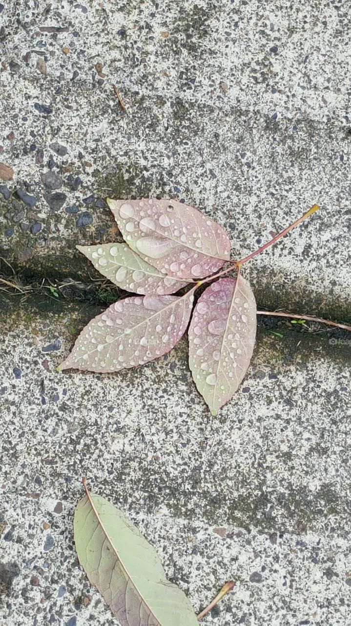 autumn rain on leaf