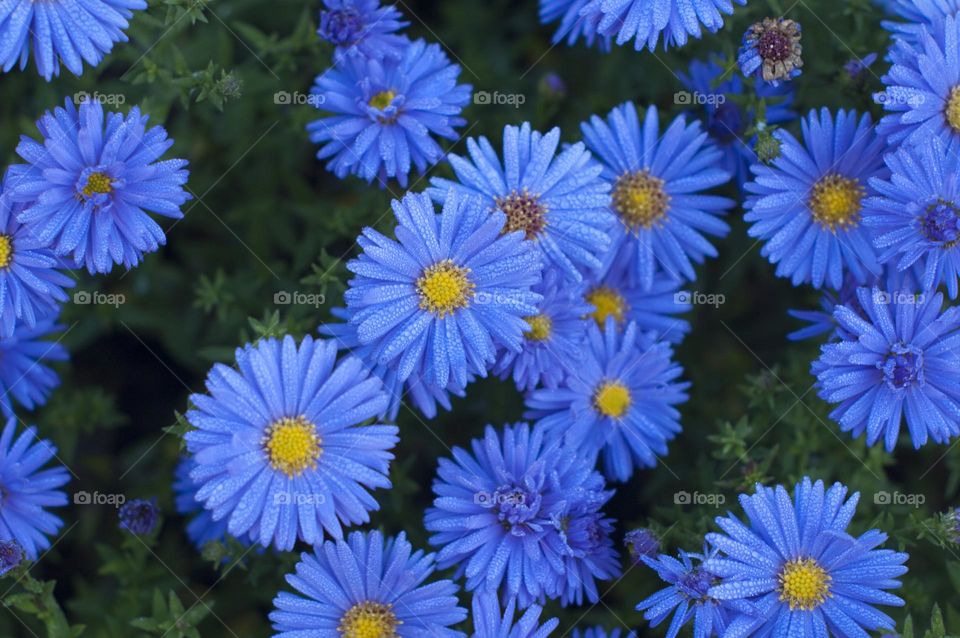 lue flowers on a green background