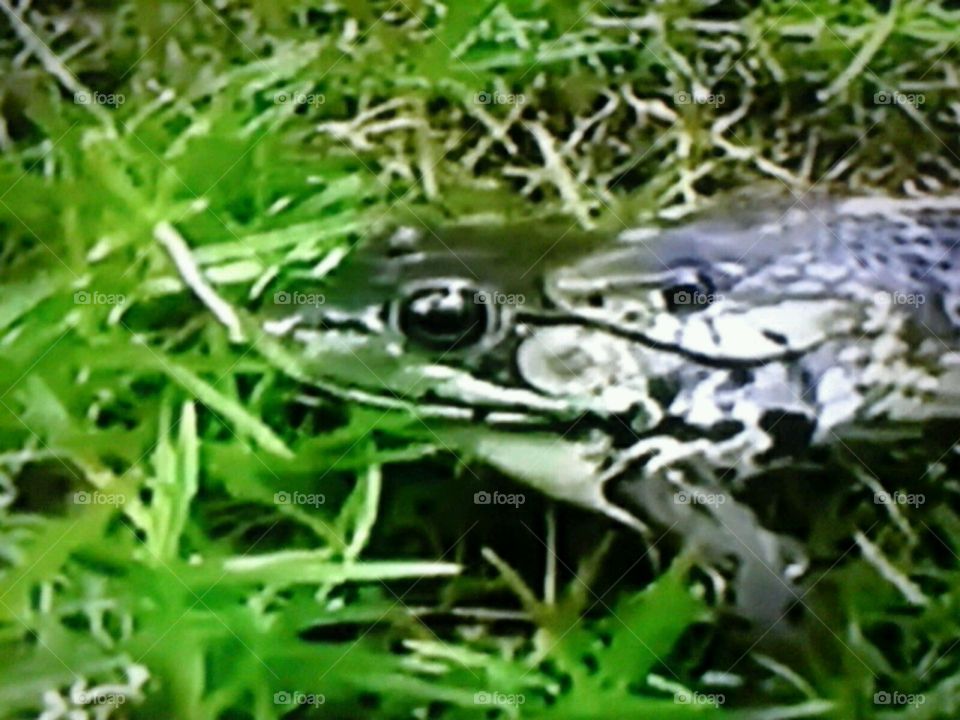 Nature, Grass, Frog, Wildlife, Outdoors