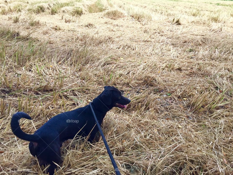 Dog walking around in a grassy field