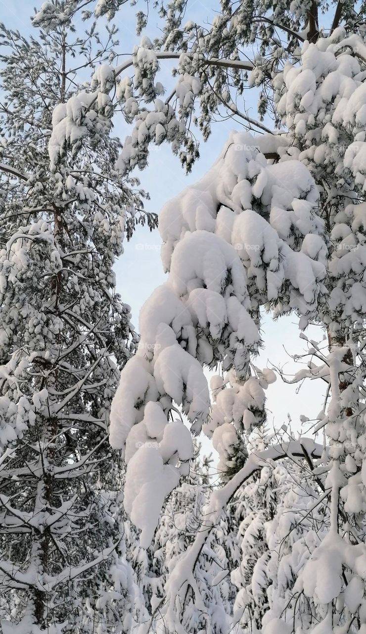 Snowy pine tree