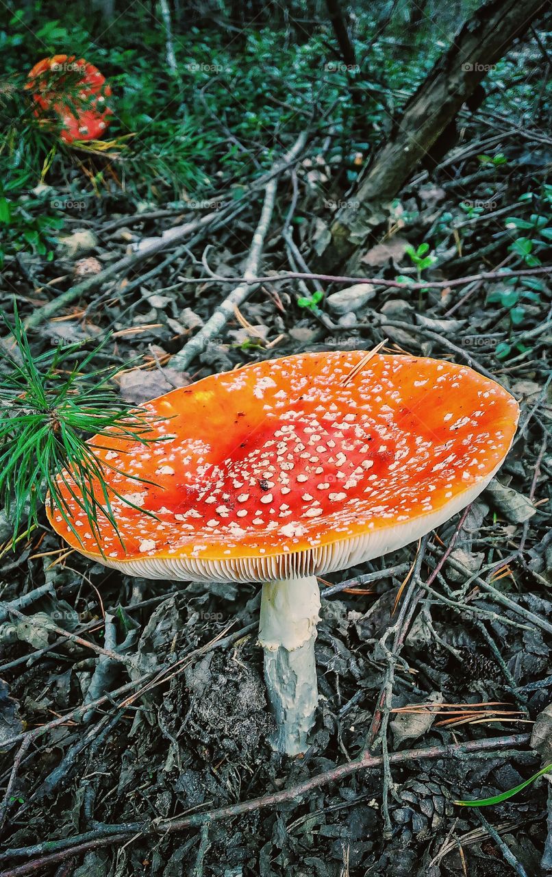 amanita