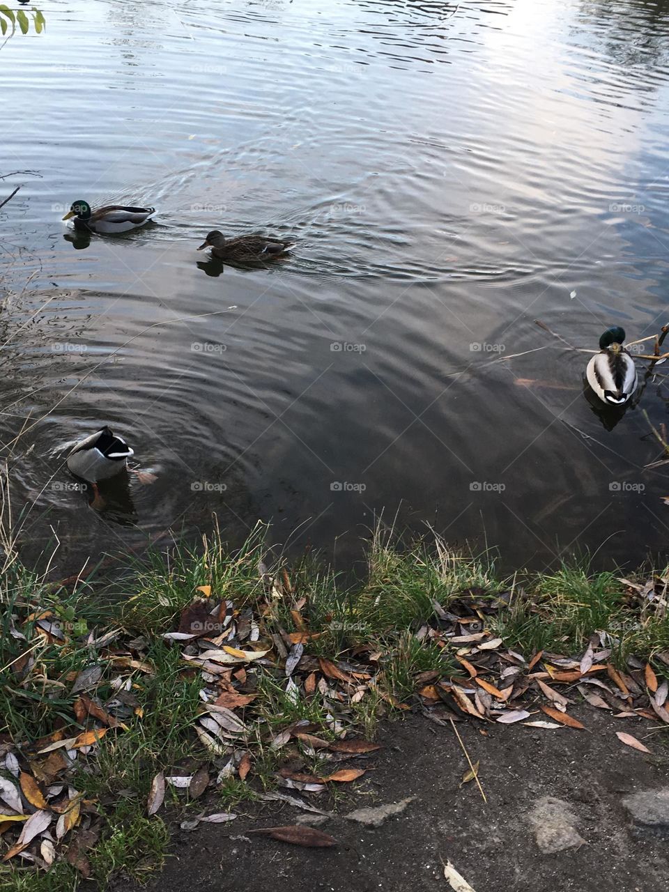 Autumn lake 