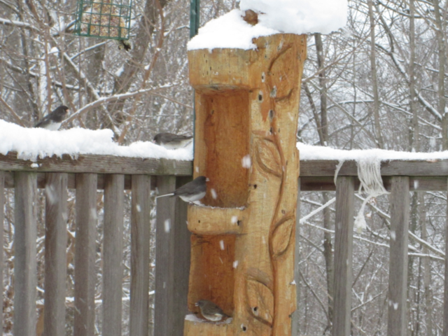 snow winter birds cute by ashley77
