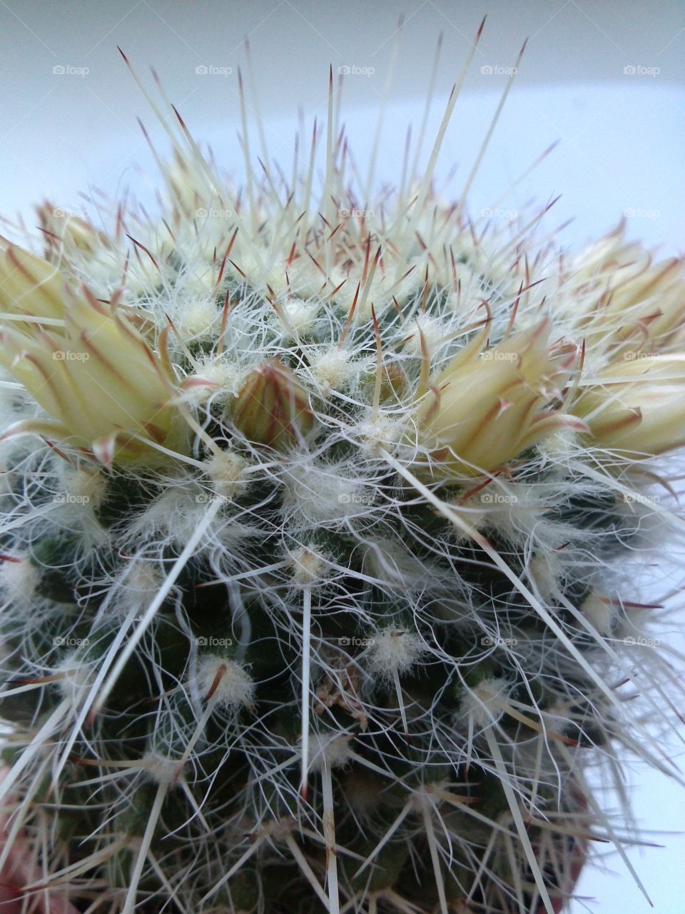 Cactus. the blooming one