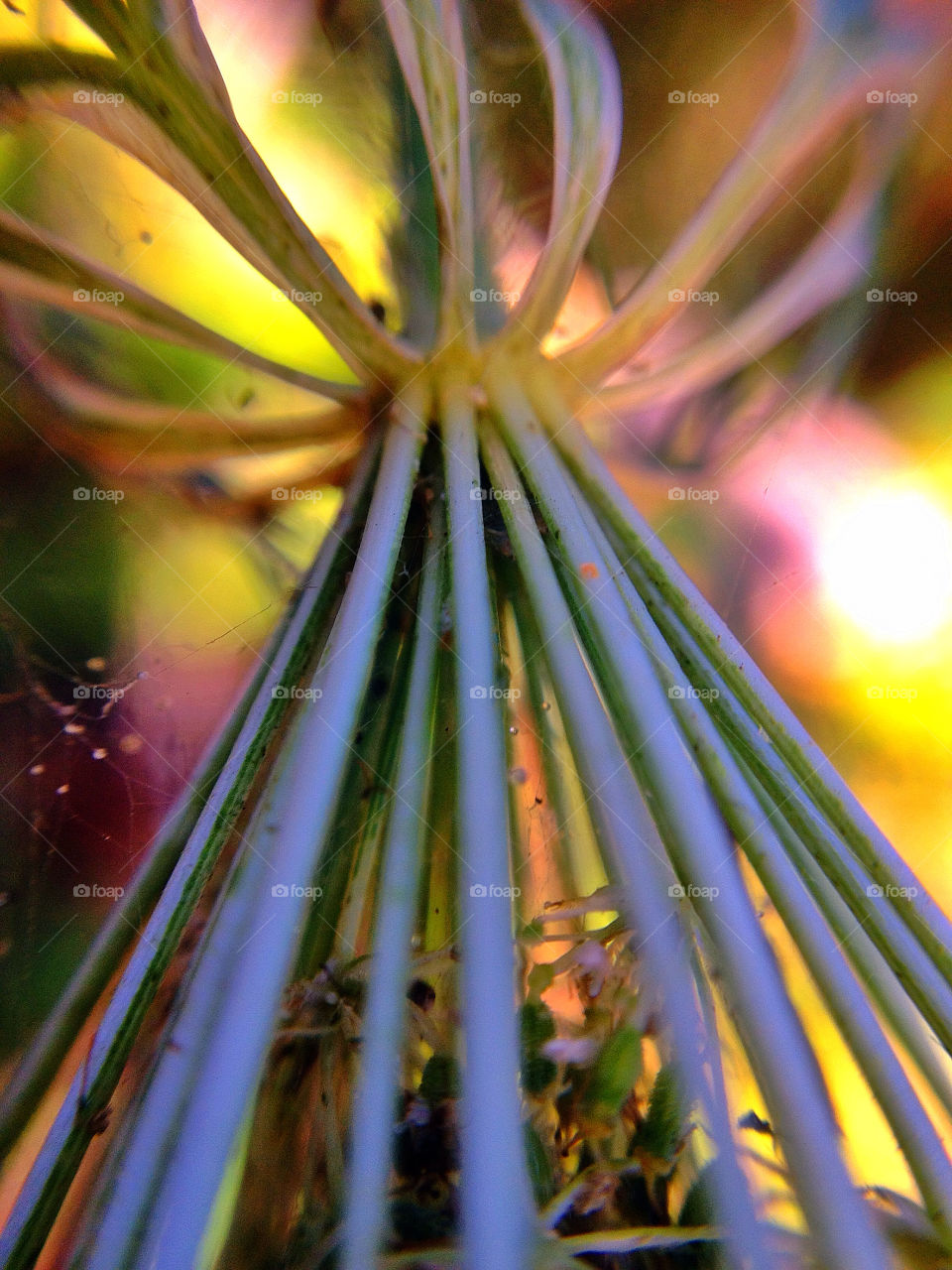 sweden garden autumn trädgård by elluca