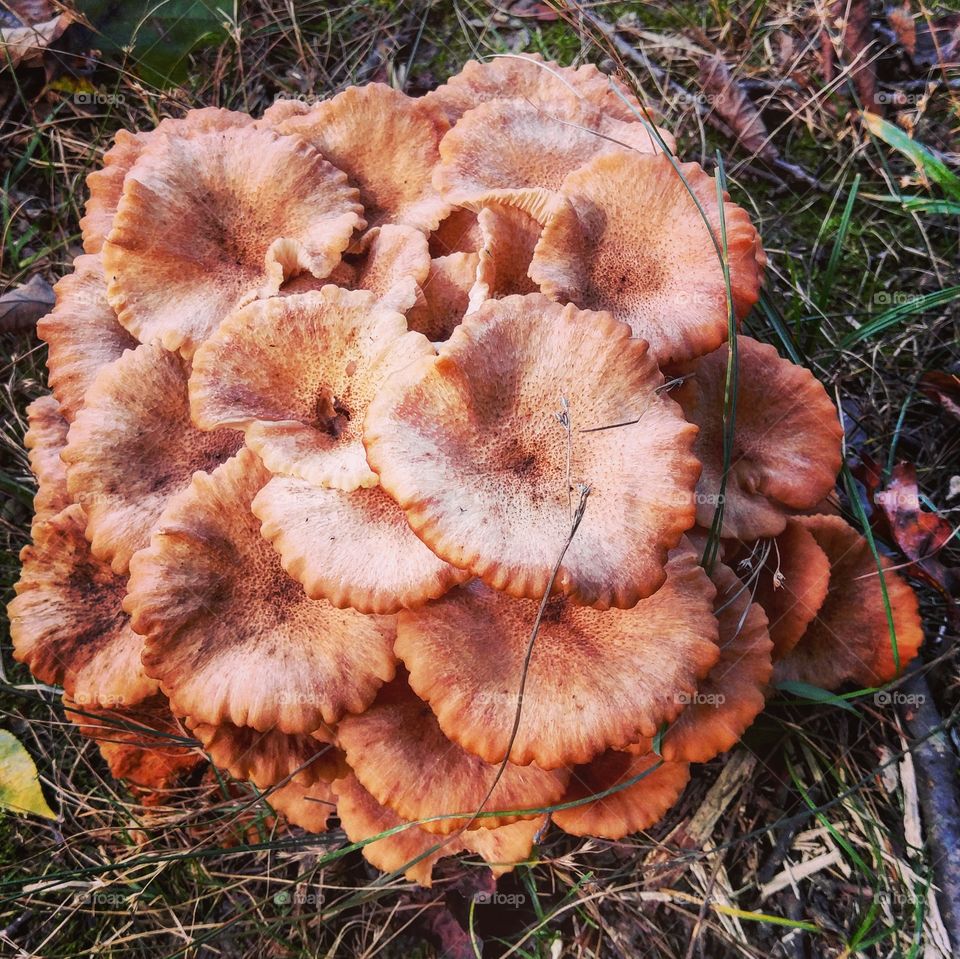 Fungus, Fall, Mushroom, Nature, Boletus