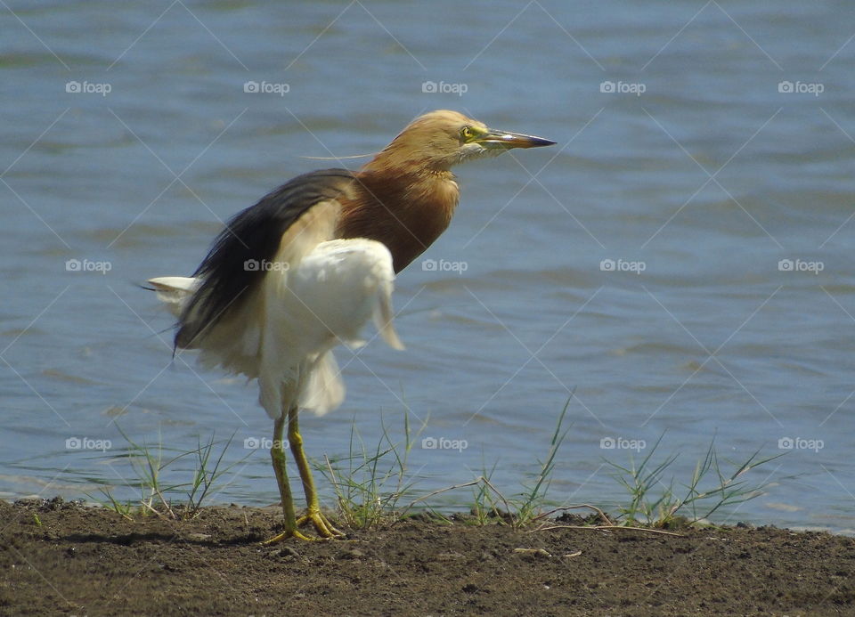 Javan pond - heron. Adult bird category of wetland bird, yellow's head with the old brown throat until the body of abdominal side's continue for the white snow down. Yellow lengt on feet. Dorsal's dark for old. Spending times for grooming at the day.