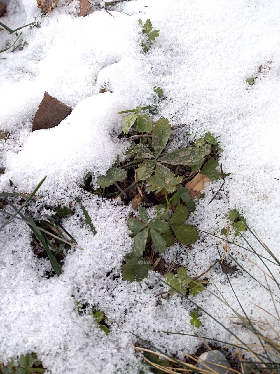 Green plant under snow