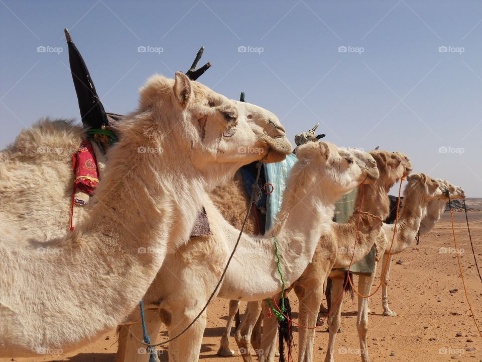 camels in morrocan sahara