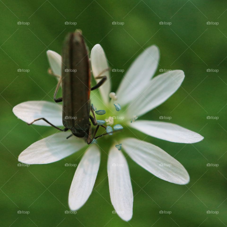 Beetle on a flower