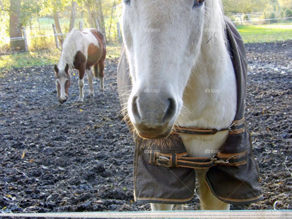 Two different horses inside their enclosure on earth