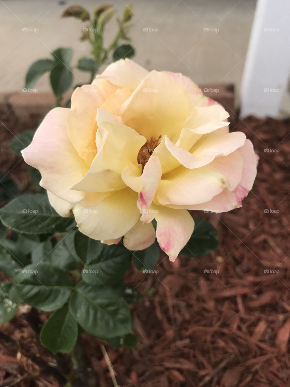 Hybrid rose
