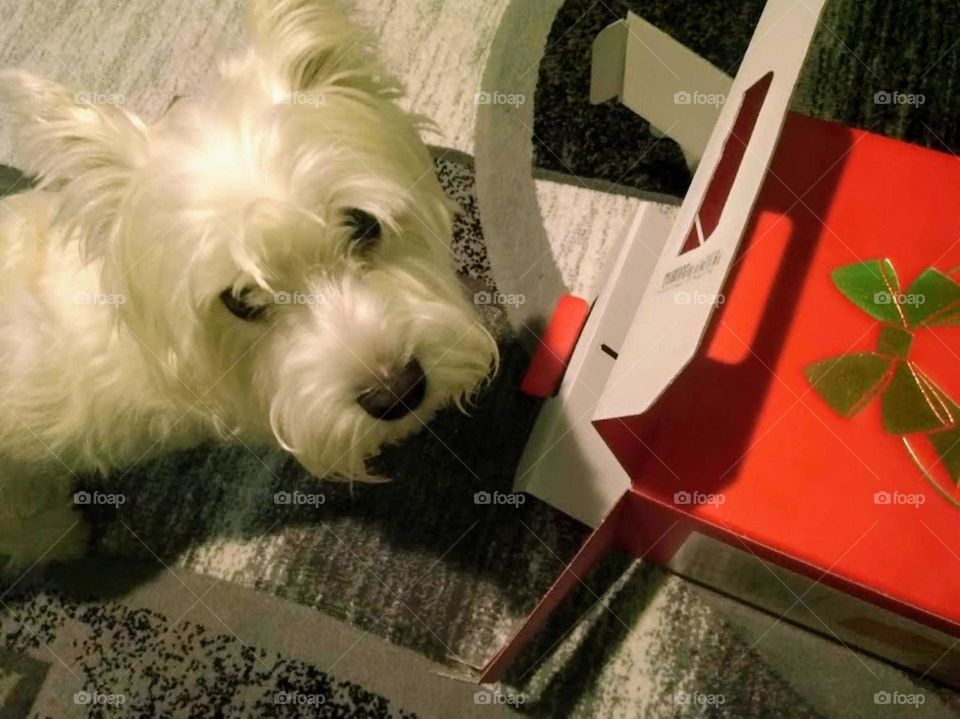 Gift for my westie