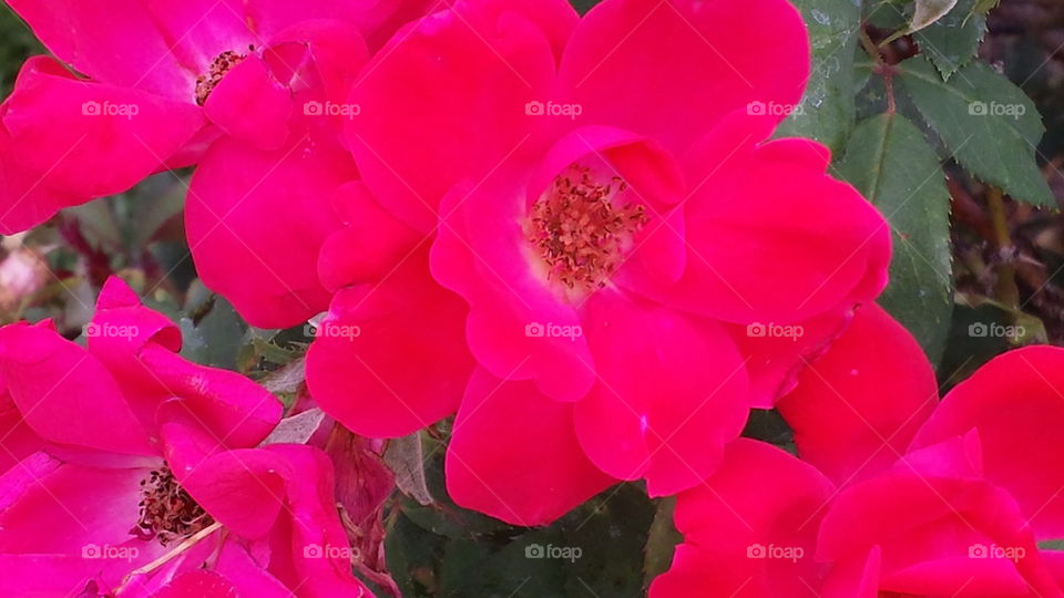 Bright red roses bush