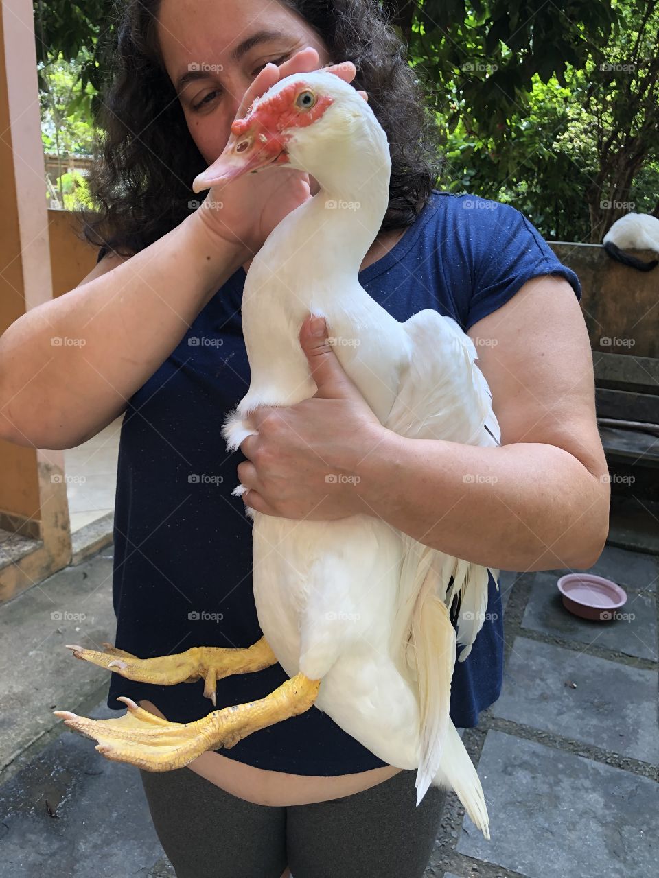 O pato