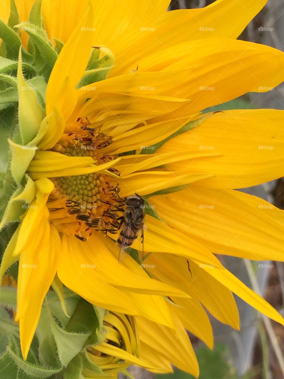Pollinated. Bee on sunflower