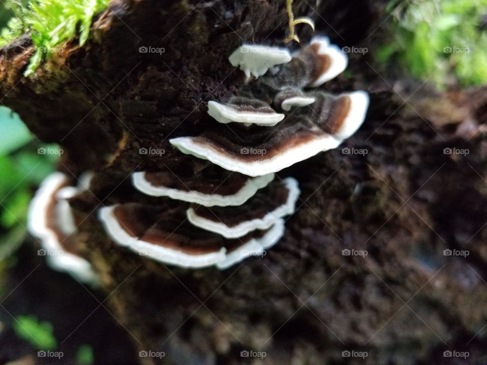 A small shelf of a trametes mushroom with a light and dsrk color scheme. This was growing off of a large log with moss covering it.