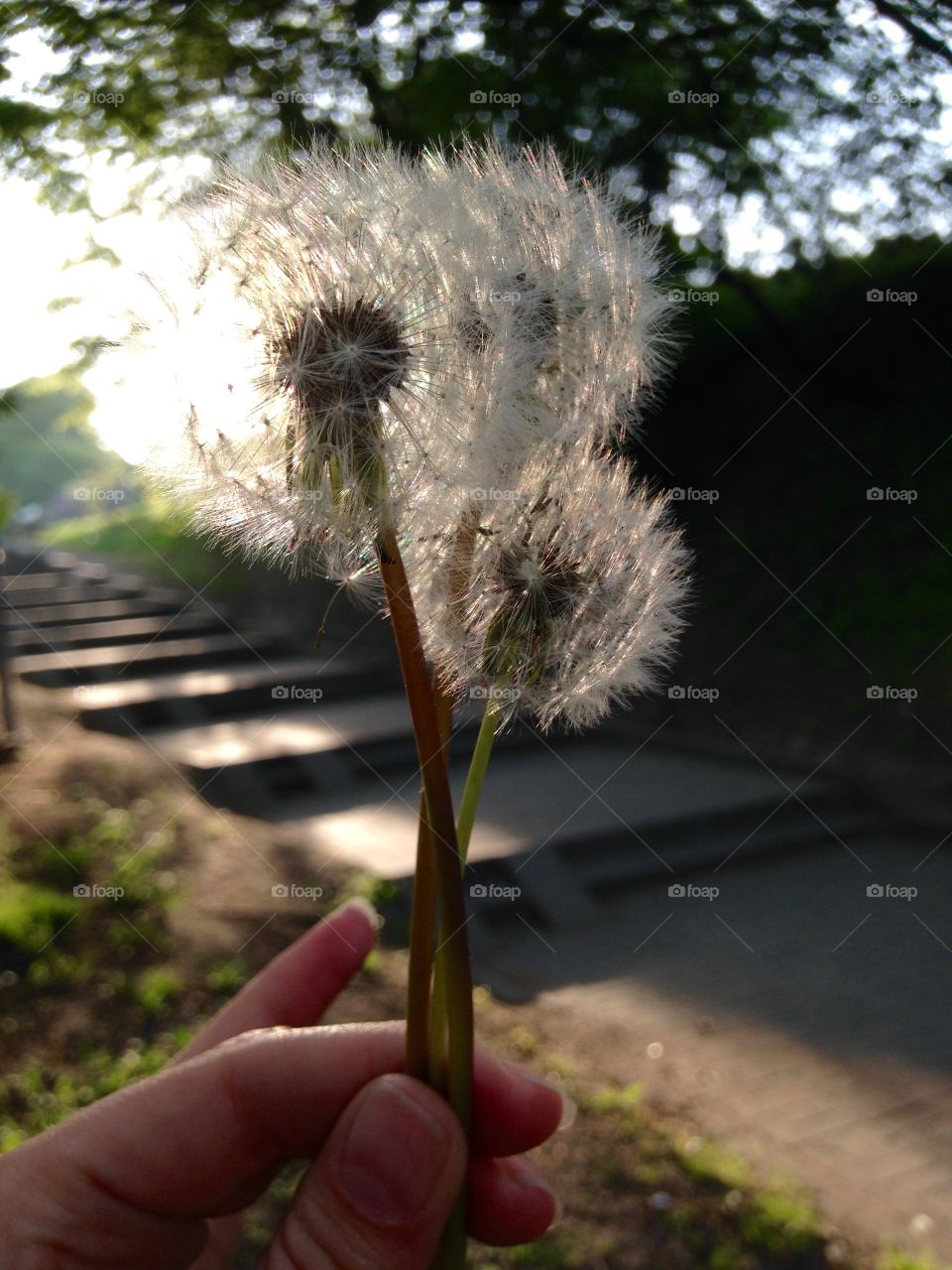 Holding dangelions 